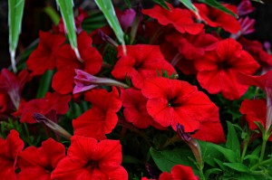 Red Petunias